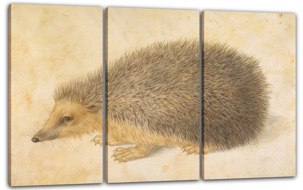 Leinwandbild Hans Hoffmann - Ein Igel (Erinaceus roumanicus)