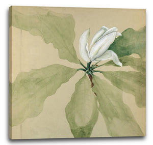 Leinwandbild Unbekannter Künstler - Studie einer Magnolienblüte