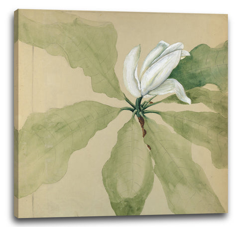 Leinwandbild Unbekannter Künstler - Studie einer Magnolienblüte