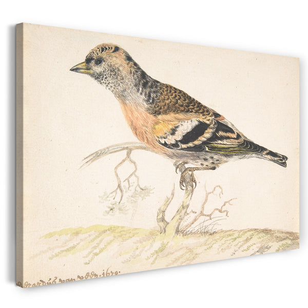 Leinwandbild Gerardus van Veen - Bramling (Fringilla Montifrilla)