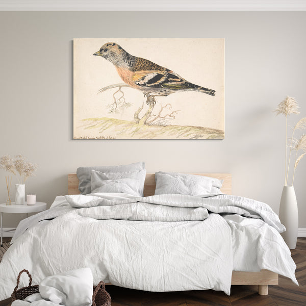 Leinwandbild Gerardus van Veen - Bramling (Fringilla Montifrilla)