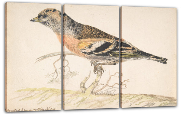 Leinwandbild Gerardus van Veen - Bramling (Fringilla Montifrilla)