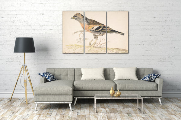 Leinwandbild Gerardus van Veen - Bramling (Fringilla Montifrilla)