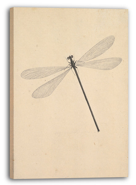 Leinwandbild Nicolaas Struk - Eine Libelle