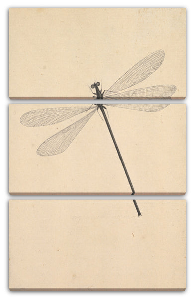 Leinwandbild Nicolaas Struk - Eine Libelle