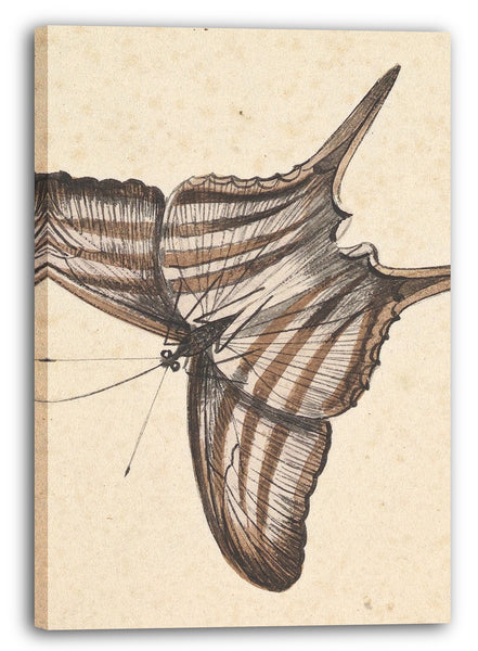 Leinwandbild Nicolaas Struk - Ein Schmetterling