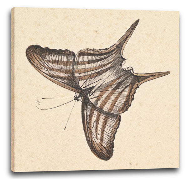 Leinwandbild Nicolaas Struk - Ein Schmetterling