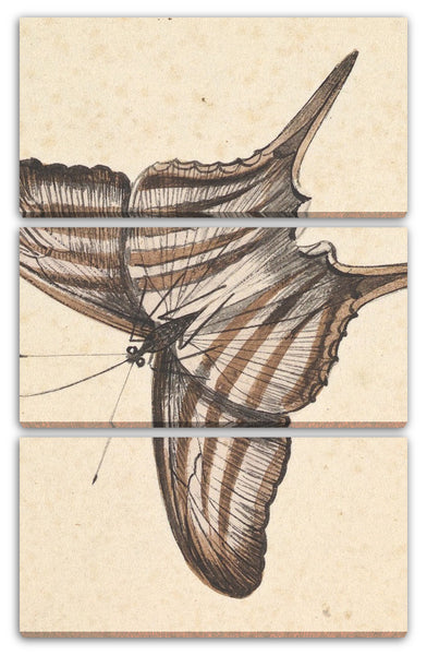 Leinwandbild Nicolaas Struk - Ein Schmetterling