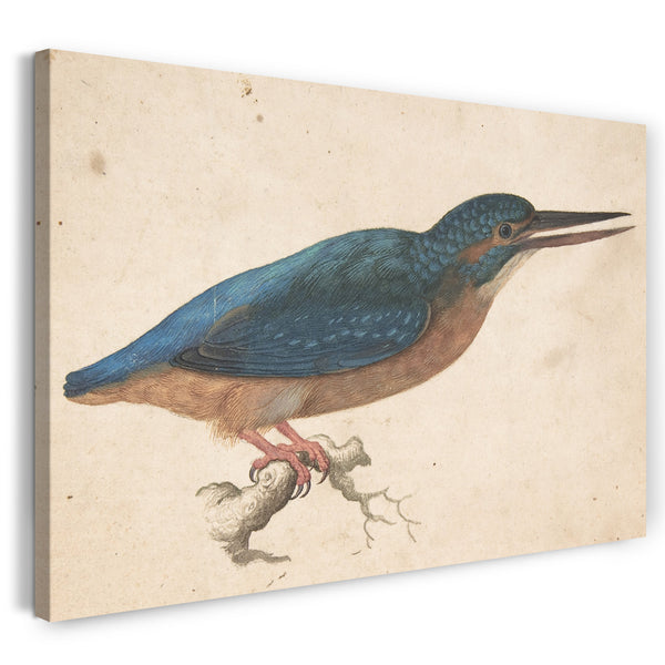 Leinwandbild Jacques Le Moyne de Morgues - Ein Eisvogel auf einer Niederlassung
