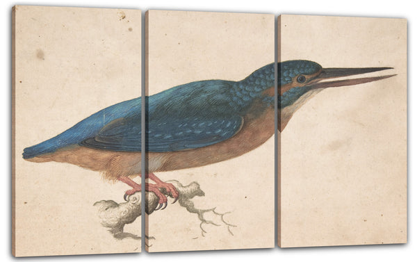 Leinwandbild Jacques Le Moyne de Morgues - Ein Eisvogel auf einer Niederlassung
