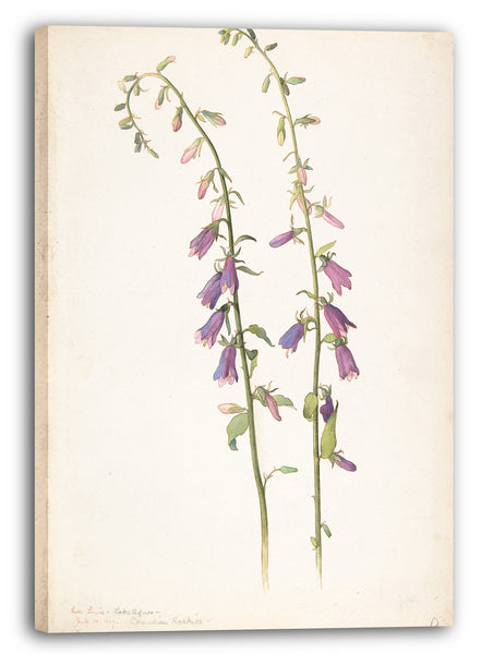 Leinwandbild Margaret Neilson Armstrong - Campanula