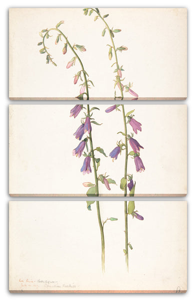 Leinwandbild Margaret Neilson Armstrong - Campanula