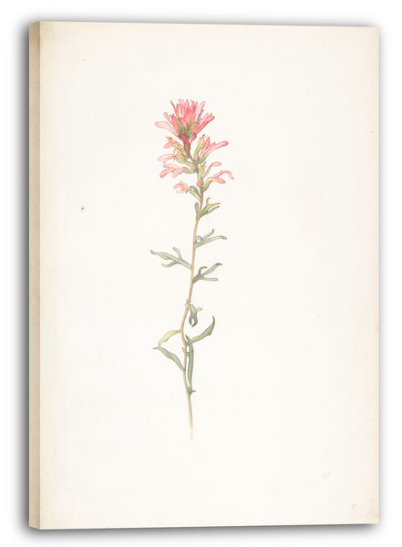 Leinwandbild Margaret Neilson Armstrong - Nordwestlicher Indianer Pinsel, Castilleja Angustifolia
