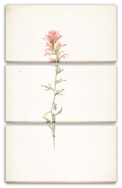 Leinwandbild Margaret Neilson Armstrong - Nordwestlicher Indianer Pinsel, Castilleja Angustifolia