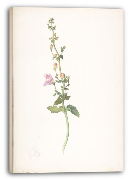 Leinwandbild Margaret Neilson Armstrong - Amerikanische Wildblumen mit rosa Blüten