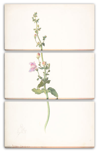 Leinwandbild Margaret Neilson Armstrong - Amerikanische Wildblumen mit rosa Blüten