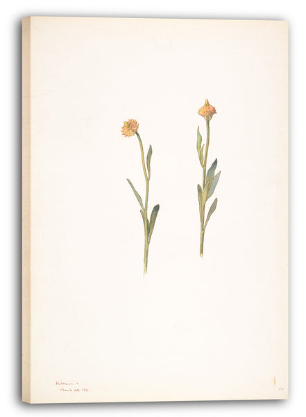 Leinwandbild Margaret Neilson Armstrong - Gelbe Blumen mit kleinen Köpfen