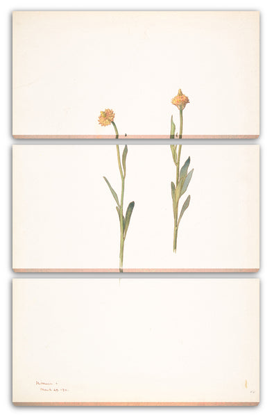 Leinwandbild Margaret Neilson Armstrong - Gelbe Blumen mit kleinen Köpfen