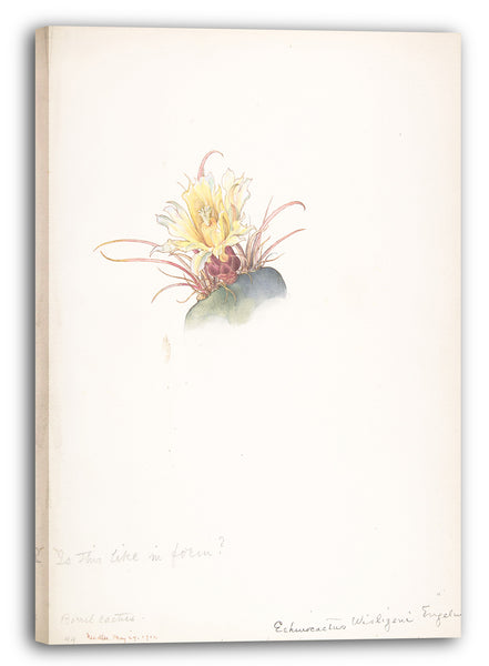 Leinwandbild Margaret Neilson Armstrong - Fasskaktus