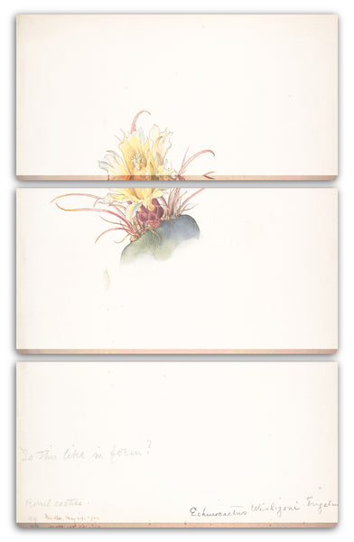 Leinwandbild Margaret Neilson Armstrong - Fasskaktus