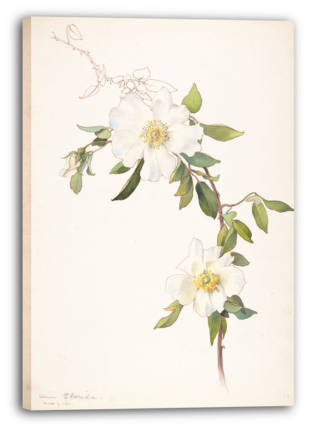 Leinwandbild Margaret Neilson Armstrong - Weiße Clematis