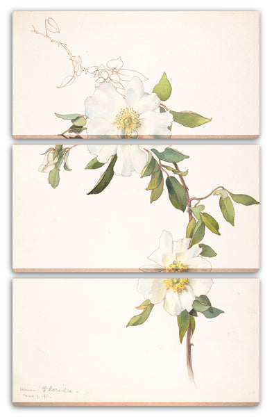 Leinwandbild Margaret Neilson Armstrong - Weiße Clematis