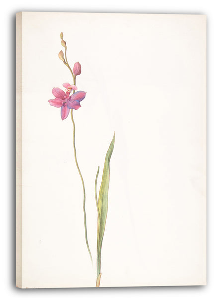 Leinwandbild Margaret Neilson Armstrong - Rosa-lila Orchidee