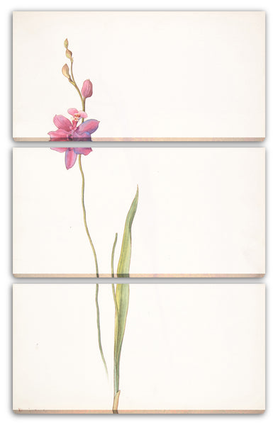 Leinwandbild Margaret Neilson Armstrong - Rosa-lila Orchidee