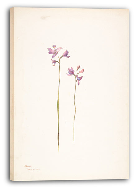 Leinwandbild Margaret Neilson Armstrong - Lila Orchideen oder Lilien