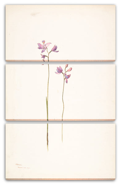Leinwandbild Margaret Neilson Armstrong - Lila Orchideen oder Lilien