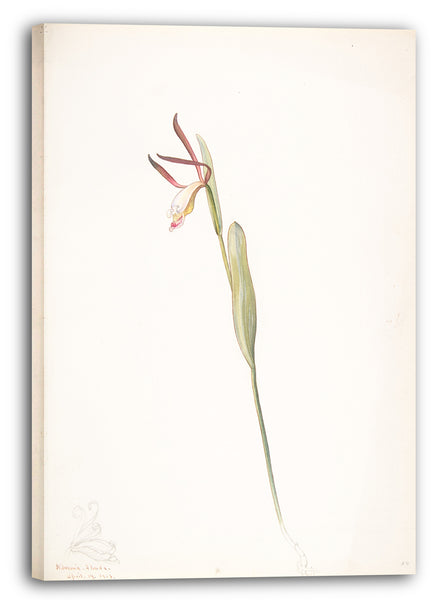 Leinwandbild Margaret Neilson Armstrong - Rote und weiße Orchidee