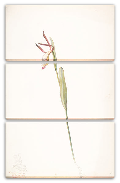 Leinwandbild Margaret Neilson Armstrong - Rote und weiße Orchidee