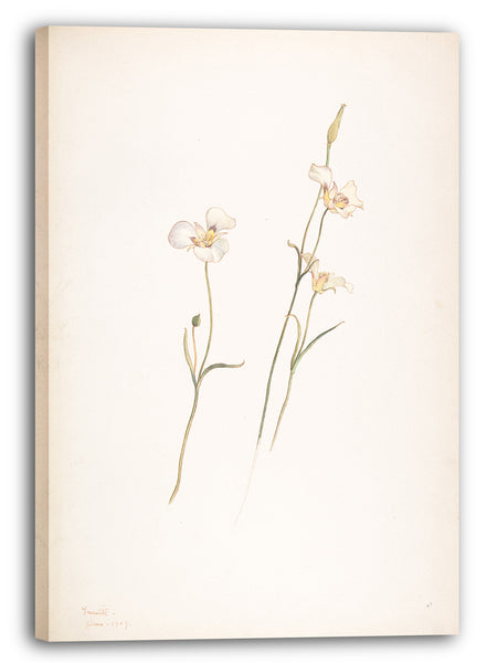 Leinwandbild Margaret Neilson Armstrong - Sego Lilien, Calochortus nuttallii