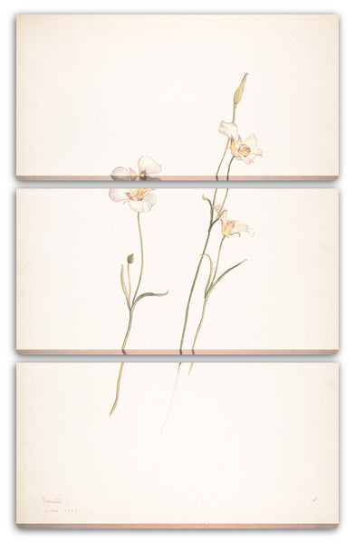 Leinwandbild Margaret Neilson Armstrong - Sego Lilien, Calochortus nuttallii