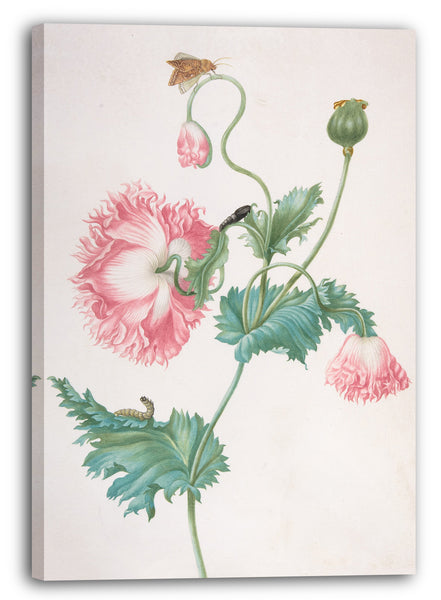 Leinwandbild Johanna Helena Graff - Ein Mohn in drei Stadien des Blühens, mit einer Raupe, einer Puppe und einem Schmetterling