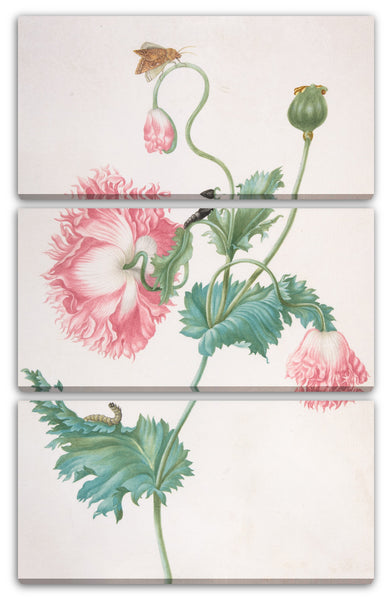Leinwandbild Johanna Helena Graff - Ein Mohn in drei Stadien des Blühens, mit einer Raupe, einer Puppe und einem Schmetterling