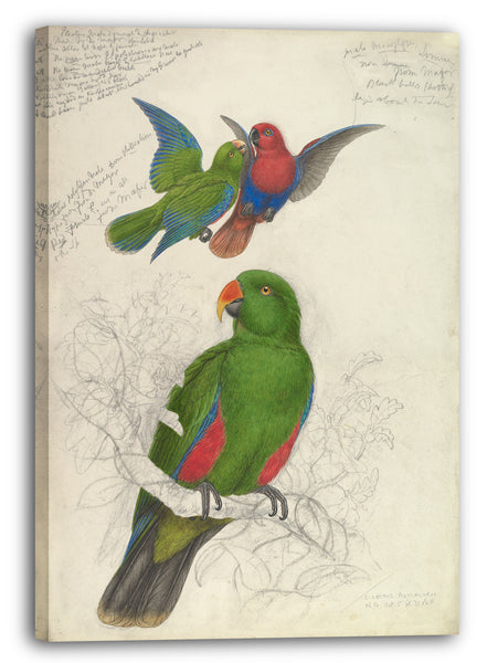 Leinwandbild Edward Lear - Eclectus Roratus Polychloros