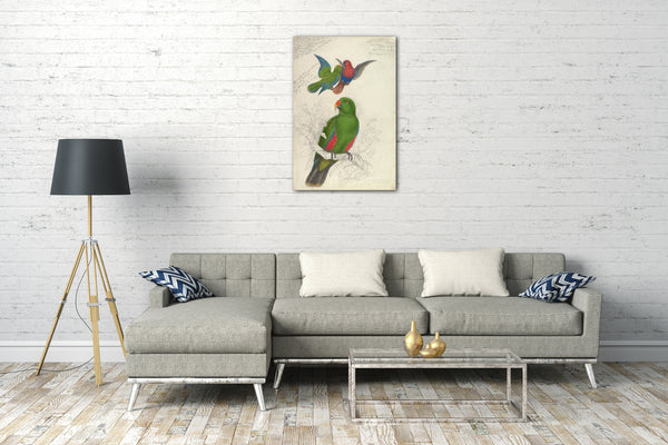 Leinwandbild Edward Lear - Eclectus Roratus Polychloros