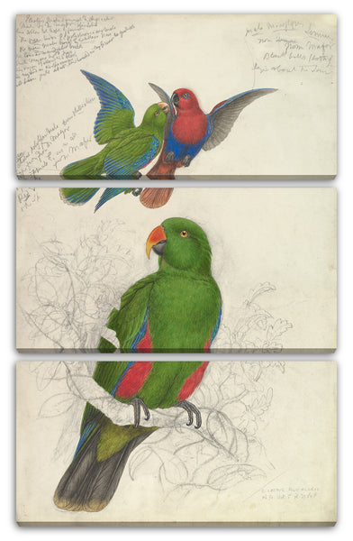 Leinwandbild Edward Lear - Eclectus Roratus Polychloros