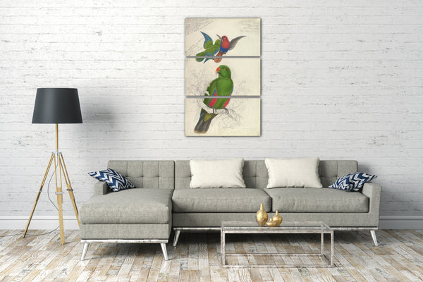Leinwandbild Edward Lear - Eclectus Roratus Polychloros