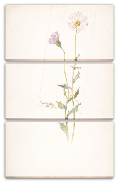 Leinwandbild Margaret Neilson Armstrong - Xylorrhiza Tortifolia