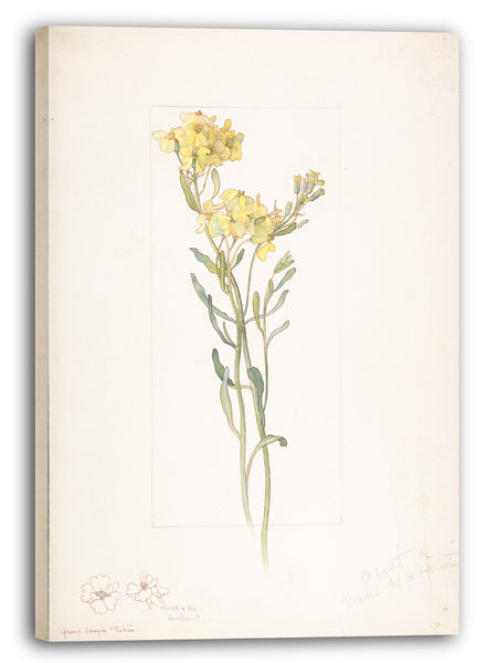 Leinwandbild Margaret Neilson Armstrong - Amerikanische Wildblume mit gelben Blüten
