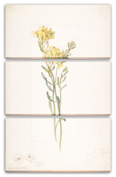 Leinwandbild Margaret Neilson Armstrong - Amerikanische Wildblume mit gelben Blüten