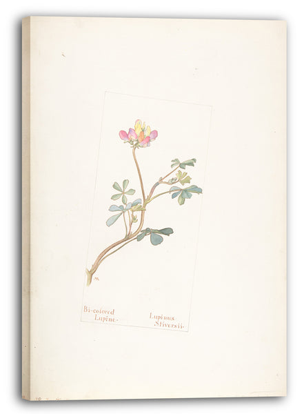 Leinwandbild Margaret Neilson Armstrong - Zweifarbige Lupine, Lupinus Striversii