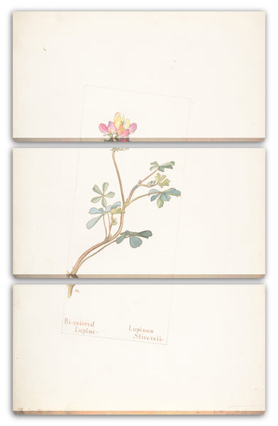 Leinwandbild Margaret Neilson Armstrong - Zweifarbige Lupine, Lupinus Striversii
