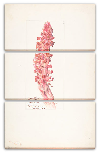 Leinwandbild Margaret Neilson Armstrong - Schneepflanze, Sarcodes sanguinea
