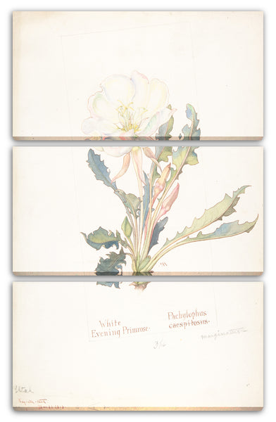 Leinwandbild Margaret Neilson Armstrong - Weiße Nachtkerze, Pachylophus Marginatus