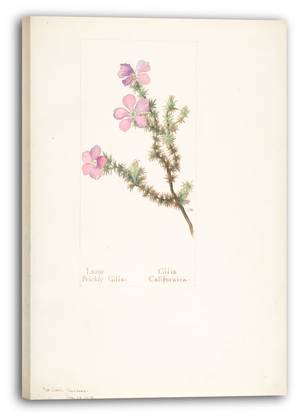Leinwandbild Margaret Neilson Armstrong - Große stachelige Gilia, Gilia California