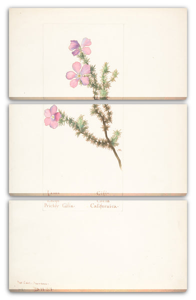 Leinwandbild Margaret Neilson Armstrong - Große stachelige Gilia, Gilia California