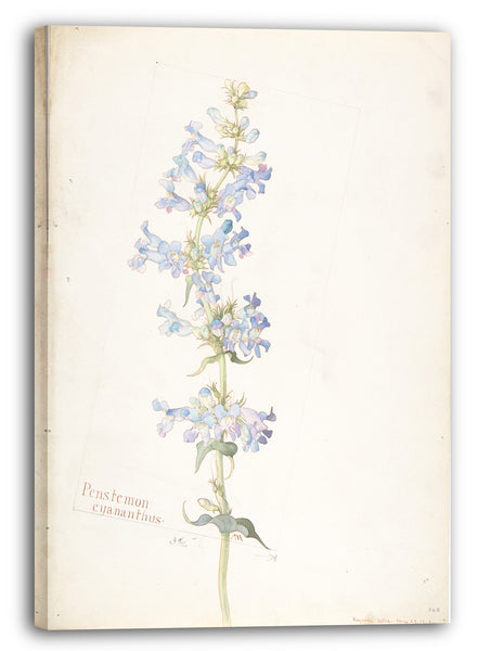 Leinwandbild Margaret Neilson Armstrong - Penstemon Cyananthus